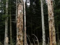 des vieux arbres pour la biodiversité