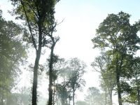 chênaie-hêtraie en forêt de Perseigne